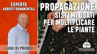 Quali sono i sistemi di propagazione delle piante?