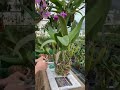 How to Split a Very Very Large Cattleya