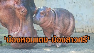 ฮิปโปป้ายแดงศรีสะเกษ ได้ 2 ชื่อ อย่างเป็นทางการ 'น้องหอมแดง-น้องสาวศรี' จ่อจัดงานวันเกิด 13 พ.ย.นี้