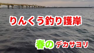 【りんくう釣り護岸　サヨリ釣り】4月半ば春のデカサヨリ釣り