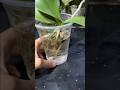 Growing orchids in a unique way #shorts #youtubeshorts