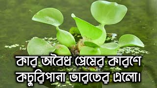 ভারতে অবৈধ প্রেমের ফসল কচুরিপানা / The Story of Water Hyacinth in India