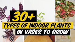 31 Types of Indoor Plants in Vases to grow - The Planet of Greens