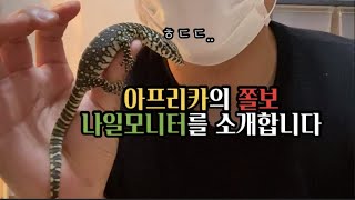 아프리카의 쫄보 왕도마뱀 나일모니터를 소개합니다 | Nile monitor | [빅프신경준]