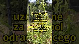 Wierzba Skrętolistna - Mandżurska - wierzenia, medycyna ludowa #wierzba #medycyna ludowa #wierzenia