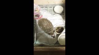 ハリネズミママ🦔  ビビR2.6.13 3つ子を出産(*'ω'*)