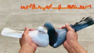 Is Jore Ka Aj Tak Ak Bacha Bhe Zia Nahi Howa || Afzaal Pigeons