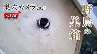 孵化11日目 🐣×9 (延長撮影) シジュウカラの巣箱 巣穴カメラ 野鳥 2024/06/01 Bird Nest Box Live Camera