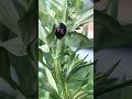 変わった赤い模様の黒いてんとう虫 unusual red patterned black ladybug