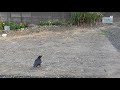 Ｃ0104　夕焼け小焼け（ハシボソガラス）yuyake koyake wild carrion crow