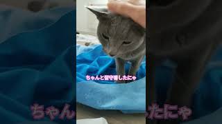 お留守番していた猫 #ロシアンブルー #shorts