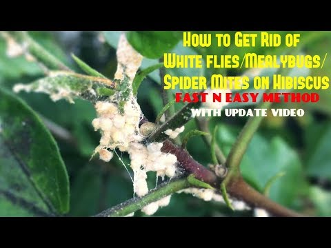 How to Get Rid of White flies/Mealybugs/Spider Mites on Hibiscus (With Updates) How to Get Rid of White flies/Mealybugs/Spider Mites on Hibiscus (With Updates)