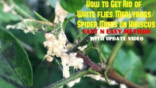 How to Get Rid of White flies/Mealybugs/Spider Mites on Hibiscus (With Updates)