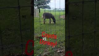 COYOTE vs. DONKEY! #animals #coyote #weavethecoyote #animal #nature #environment #teacher #friends