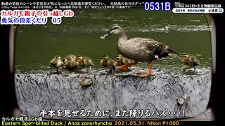 赤ちゃんカモに試練の段差。引っ越しカルガモ親子Gb組滑り台05