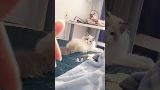 你们的猫咪也能听懂自己的名字吗 #宠物听懂人话#热门 #short