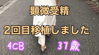 【不妊治療】移植しました｜4CB胚盤胞｜症状がでるか気になる日々