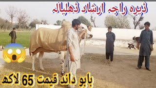 Dera Raja Arshad |Babu Dand Dera|Pothwari Vlogs