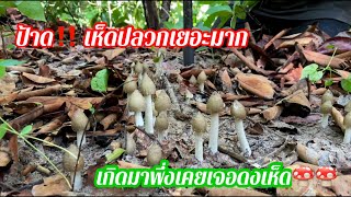 ป้าด‼️ เห็ดปลวกเยอะมาก เกิดมาพึ่งเคยเจอดงเห็ด🍄🍄