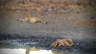 A Special Cheetah Sighting