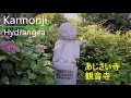 Let's go see the hydrangeas～Ajisai festival at Kannonji temple ”観音寺”（English subtitles）