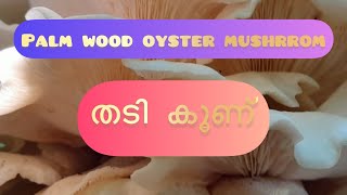 Thadi koonu | പനയിൽ മഷ്‌റൂം ഉണ്ടായപ്പോൾ| Mushrooms at home