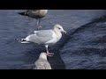 野鳥動画（千葉県銚子漁港choshi）thayer sgullカナダカモメadw20thfeb2018