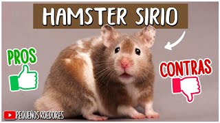 HAMSTER SIRIO VENTAJAS Y DESVENTAJAS