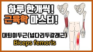 [힐링무브 근육학] 6-9. 대퇴이두근(넙다리두갈래근, Biceps femoris) 의 근육학과 통증유발점 | healingmove