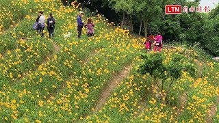 闖花田偷摘花！金針花海園主怒拉封鎖線