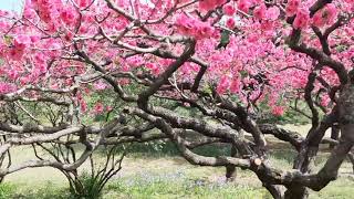 静看花开花落。感受生命的短暂而美丽。北京国家植物园。