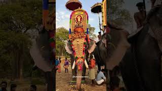 കേളശ്ശേരി കണ്ണൻ || കോട്ടോൽ പൂരം 2025 || #elephant #pooram #trending #shorts #viral #2025