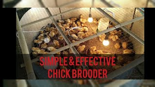 Simple and Effective Chick Brooder