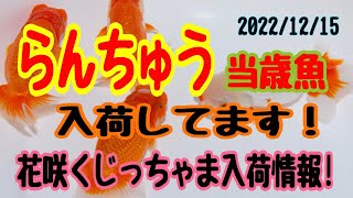 らんちゅう当歳魚入荷してます！　花咲くじっちゃま入荷情報