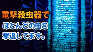 100円の虫粘着シートと電撃殺虫器で虫はほとんど殺虫できます。