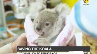 USD 34 million to reduce Koala population decline