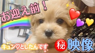 ㊙︎【秘蔵映像】お迎え前の子犬マルプー トイプードル×マルチーズ