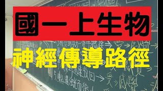 國一上生物 5-1 神經傳導路徑探討 | 學起來方法就不要死背啦！| 國一生物 | 108課綱