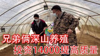 倆兄弟深山養雞，準備花14000元提高土雞的品質，今年加油幹【石頭記事】