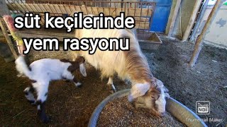 süt keçisine bir günde kaç kg yem verilmelidir?