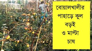 চট্টগ্রামে বোয়ালখালী কড়লডেঙ্গা পাহাড়ে কুল ও মাল্টা চাষ।Aggro Farm in Chittagong।AllaboutofBangladesh