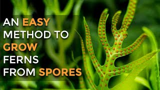 How to propagate ferns through spores | How to collect spores from ferns | Indoor plant series  - 5