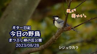 ギター日記　今日の野鳥　・　まつぶし緑の丘公園　2023年8月28日