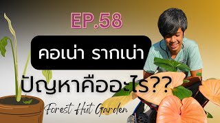 เลี้ยงเสน่ห์จันทน์ คอเน่า รากเน่า ปัญหาคืออะไร? แก้ง่ายๆ ทำยังไง? EP.58