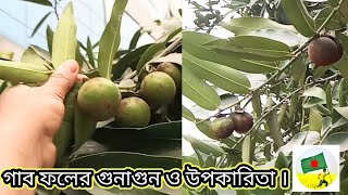 গাব ফলের গুনাগুন ও উপকারিতা | Properties and benefits of gab fruit .