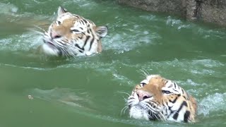 アムールトラ　ソーンくんとローラちゃん　いっしょに泳ぐの？　【浜松市動物園】Amur tiger Son-kun Lora-chan Hamamatsu Zoo