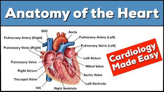 Anatomy of the Heart: Structures and Blood Flow [Cardiology Made Easy]