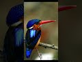 Kingfisher bird 🐦#kingfisher #birds #animals #2023 #youtubeshorts