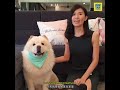 【寵物 】在家自制钙粉 dogtalkwithvicky 阿盈講狗經教育