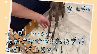 大好きなササミ、秒でペロリと完食するイタグレｍｉｓｉａ(ミーシャ)【生後495日】【うちの子428日目】【イタリアングレーハウンド】【パピーズママ出身】【2021年5月17日生まれ】